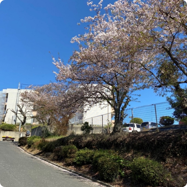 寮の前のさくら